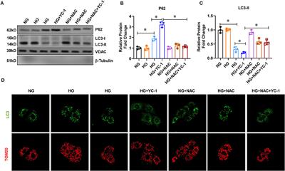 HIF-1α Alleviates High-Glucose-Induced Renal Tubular Cell Injury by Promoting Parkin/PINK1-Mediated Mitophagy